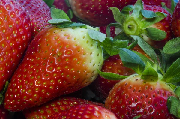 Multi Erdbeere Frische Früchte — Stockfoto