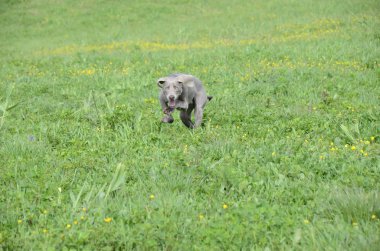 Bebek weirmaraner gri köpek yavrusu