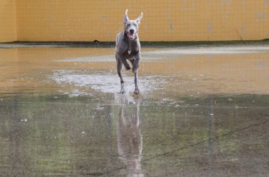 Bebek weirmaraner gri köpek yavrusu