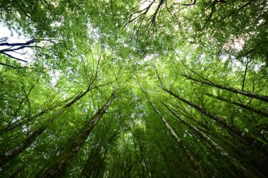 Büyük ağaçlar ile orman