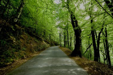 Büyük ağaçlar ile orman