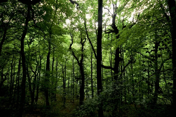 Bosque Con Árboles Grandes —  Fotos de Stock