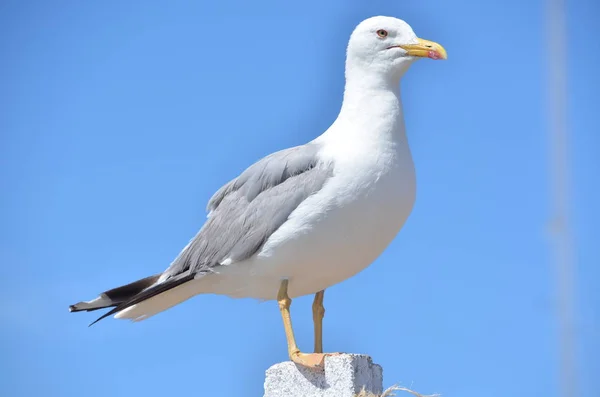 Måsen Berget — Stockfoto