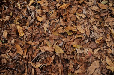 Ölü yaprak ile sonbahar