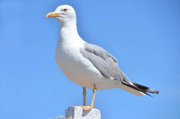 Selvagem Gaivota Praia — Fotografia de Stock