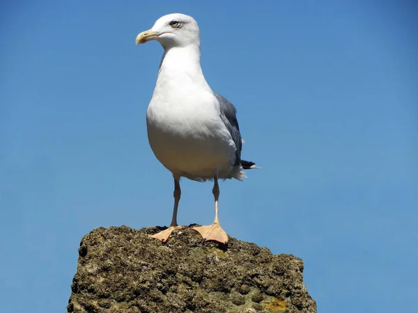 Hermosa Gaviota Roca —  Fotos de Stock