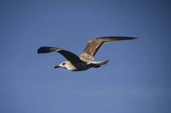 Mås Som Flyger Blå Himmel — Stockfoto