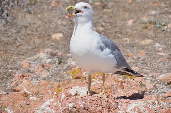 Hermosa Gaviota Roca —  Fotos de Stock