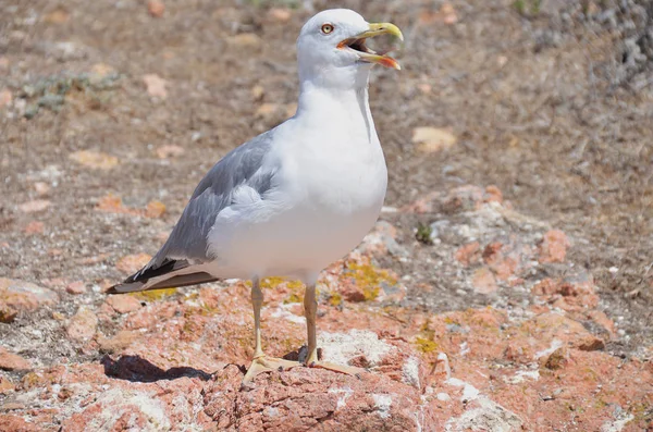 Hermosa Gaviota Roca —  Fotos de Stock