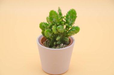 Kaktüs krem arka planda