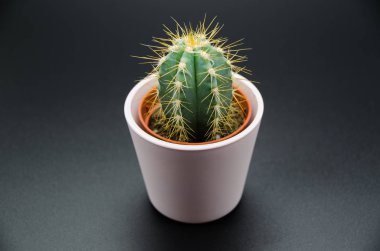 Kaktüs siyah arka plan