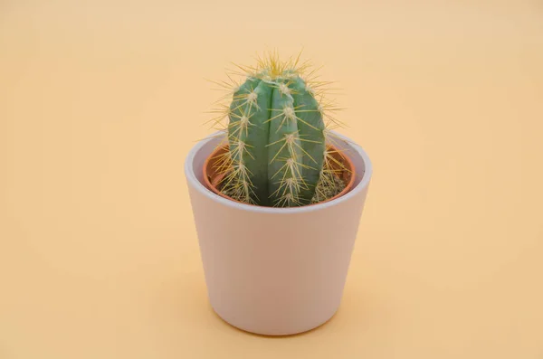 Cactus Crème Achtergrond — Stockfoto