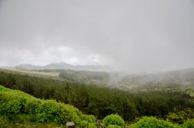 Yeşil orman doğa ile sis