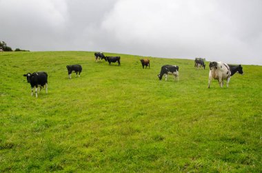 Yeşil bir manzara içinde inek