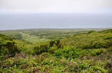 Yeşil orman doğa ile sis