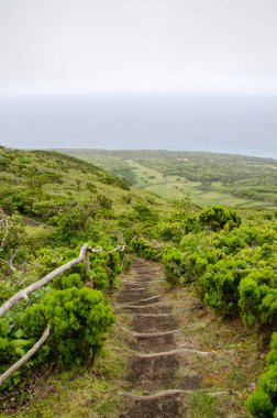 Yeşil orman doğa bir patika ile