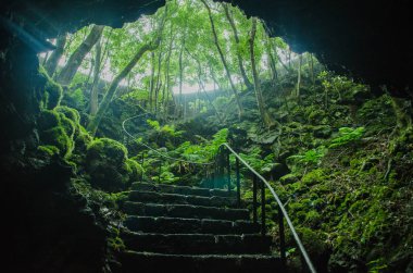 yeşil peyzaj doğa bir patika ile