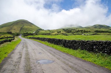 Yeşil Orman Doğa Ağaçlar ile