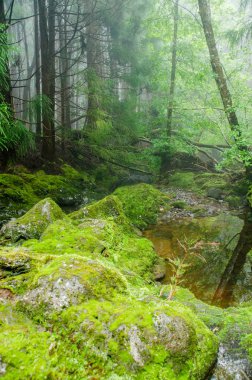 Yeşil Orman Doğa Ağaçlar ile