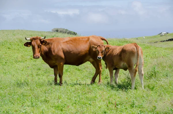 Корова Зеленом Пейзаже — стоковое фото