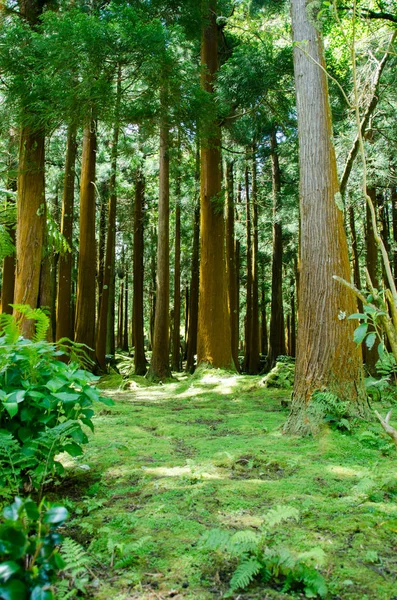 Forêt Verte Nature Avec Arbres — Photo