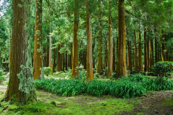 グリーン フォレスト自然木 — ストック写真