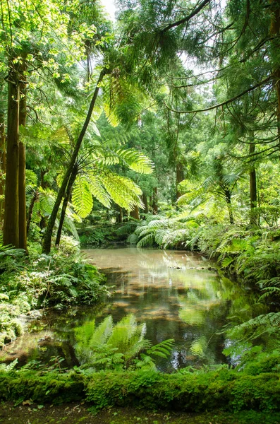 Bosque Verde Naturaleza Con Árboles —  Fotos de Stock