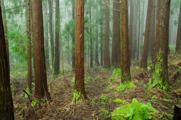 Bosque Verde Naturaleza Con Árboles —  Fotos de Stock