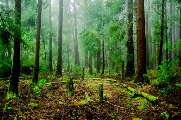 Bosque Verde Naturaleza Con Árboles —  Fotos de Stock