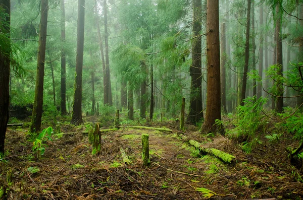Bosque Verde Naturaleza Con Árboles — Foto de Stock