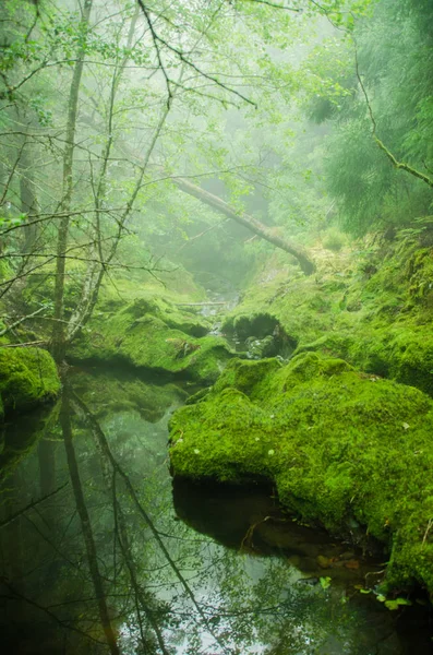 Bosque Verde Naturaleza Con Árboles —  Fotos de Stock