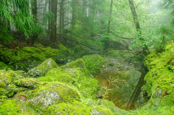 Grön Skog Natur Med Träd — Stockfoto