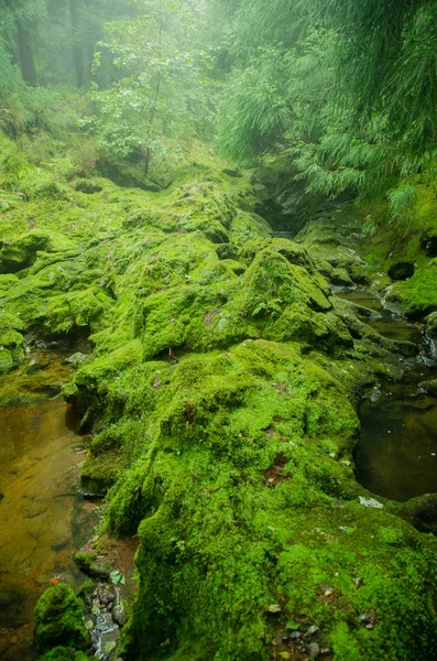 Bosque Verde Naturaleza Con Árboles —  Fotos de Stock