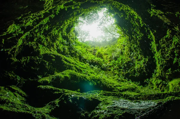 グリーン フォレスト自然木 — ストック写真