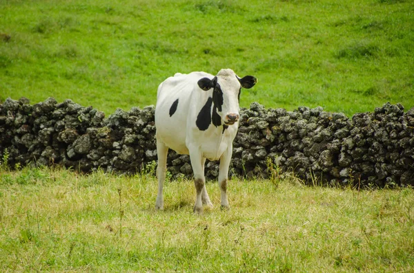 Koe Met Een Groene Ladscape Rechtenvrije Stockafbeeldingen