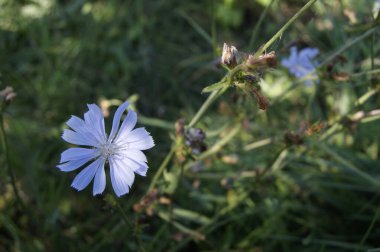 Açık Mavi Yaban Çiçeği Çimenlerde açıyor