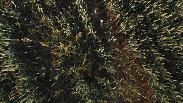 Πεδίο καταπράσινη κριθάρι στο ηλιοβασίλεμα — Αρχείο Βίντεο