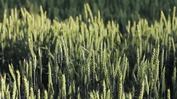 Primer plano Campo de cebada verde — Vídeo de stock