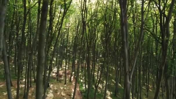 Ormandaki ağaçların arasından güneş ışığı — Stok video