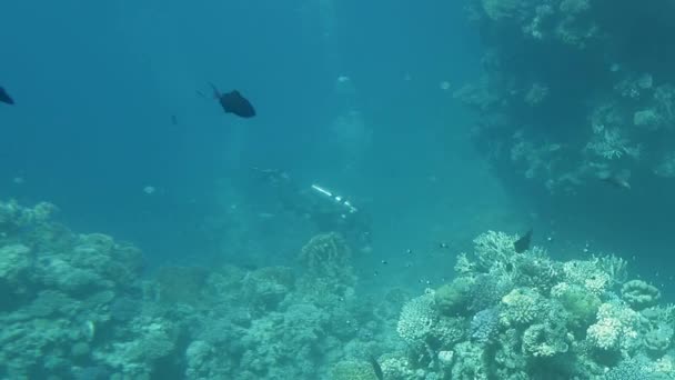 Дайвер плавает рядом с красным дном моря — стоковое видео