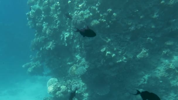 Тропические рыбы плавают вокруг губки бочки на коралловом рифе — стоковое видео