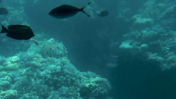 Recife de coral e belos peixes. Vida subaquática no oceano — Vídeo de Stock