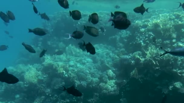 Peces tropicales en los arrecifes de coral — Vídeos de Stock