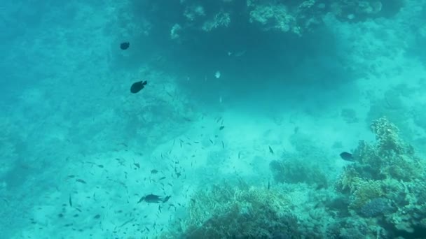 Красивые подводные красочные рыбы и кораллы в тропическом рифе Красного моря Египта — стоковое видео