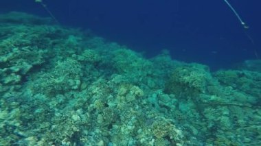 Mısır'daki Red Sea'deki/daki sualtı dalış