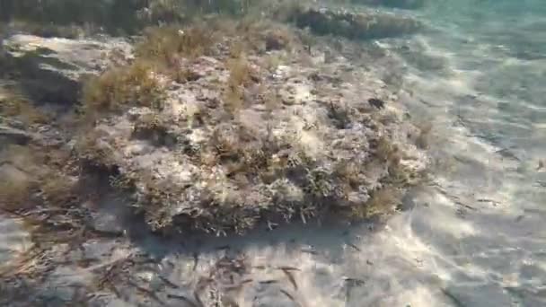 Buceo bajo el agua en el Mar Rojo en Egipto — Vídeo de stock