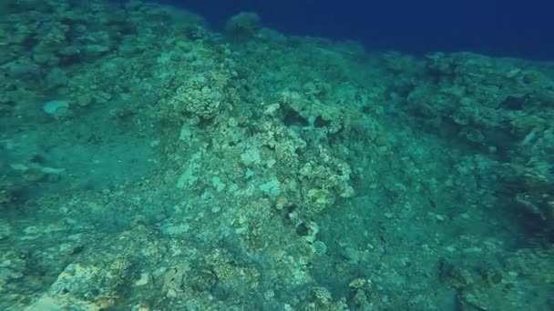 Mar vermelho tropical subaquático peixes coloridos e verme tubo coral macio no recife tropical — Vídeo de Stock