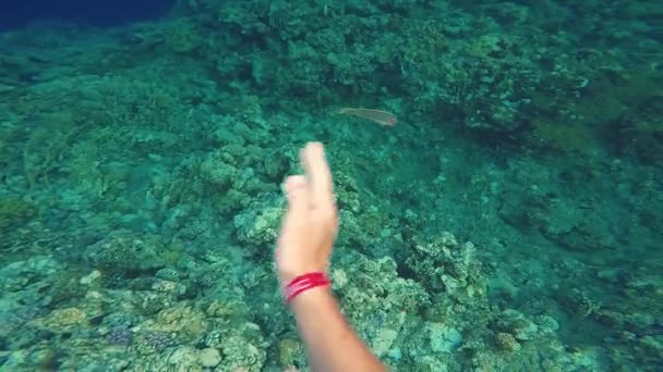 Buceo bajo el agua. Mar Rojo Egipto — Vídeos de Stock