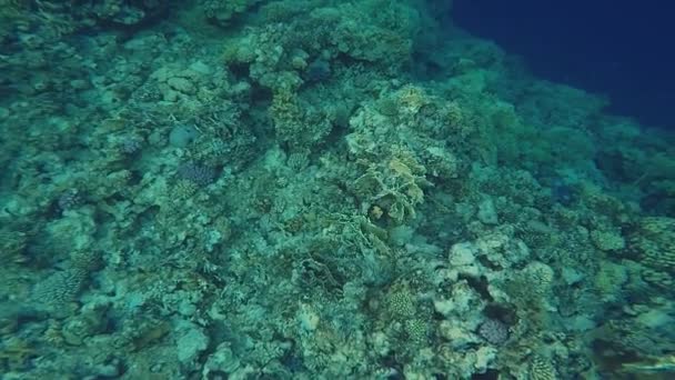 Buceo bajo el agua en el Mar Rojo en Egipto — Vídeo de stock