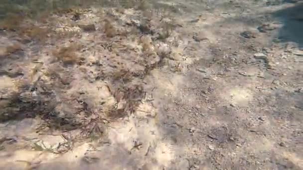 Un grand groupe de poissons nagent dans la mer Rouge en Egypte 